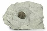 Wide, Enrolled Eldredgeops Trilobite - Ohio #270435-1